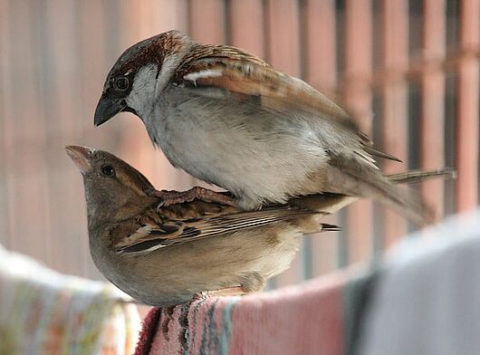 House Sparrows (Passer domesticus) copulating, in Kolkata, West Bengal, India. 6 December 2006. J.M.Garg. Own work